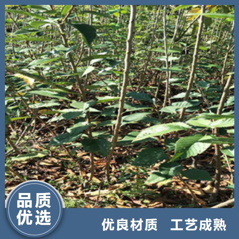 樱花-【钙果苗】做工细致