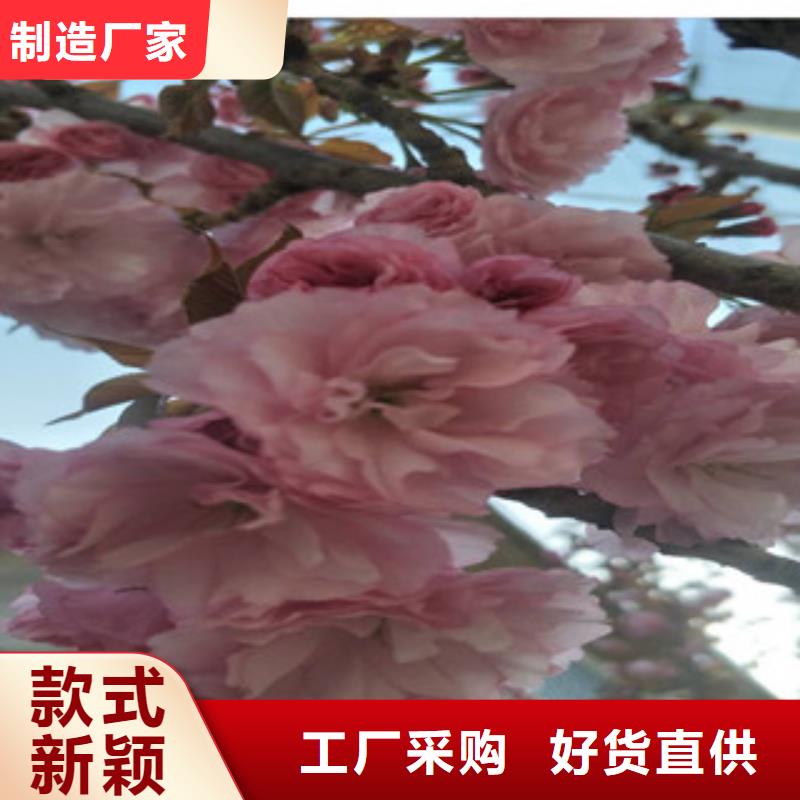 【樱花蓝莓苗放心得选择】