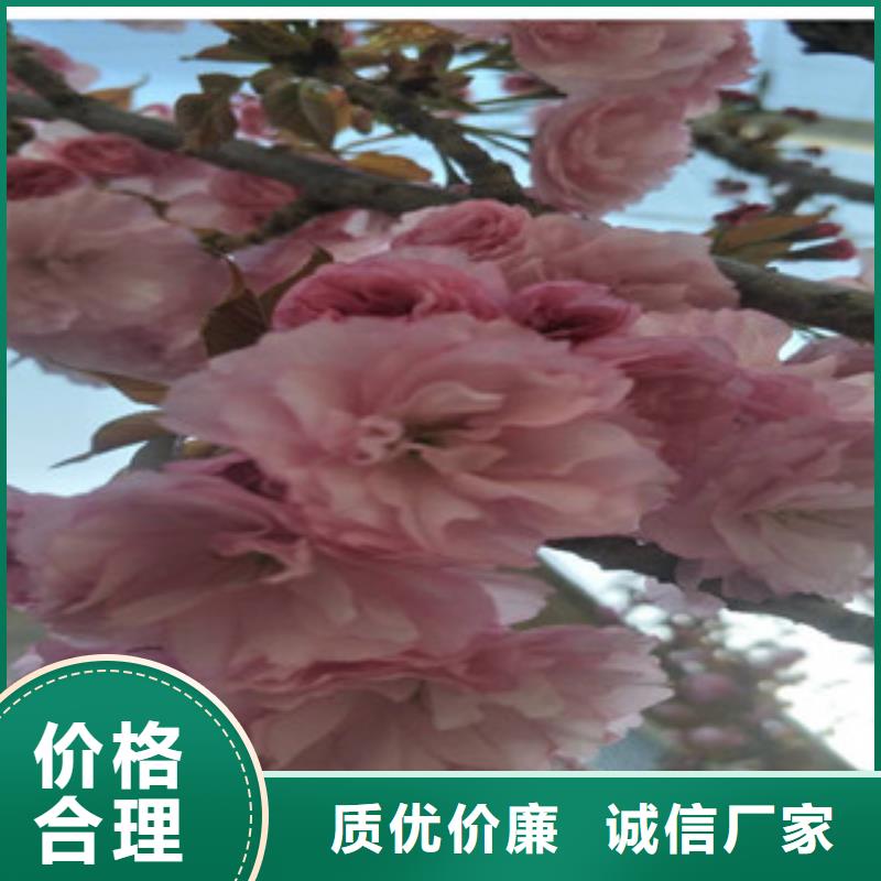 樱花泰山景松造型景松质量三包