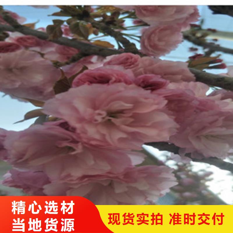 樱花_钙果苗现货销售