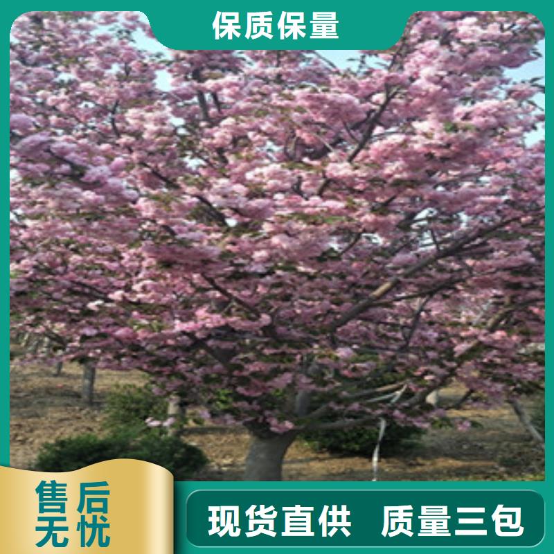 樱花-泰山景松造型景松现货交易