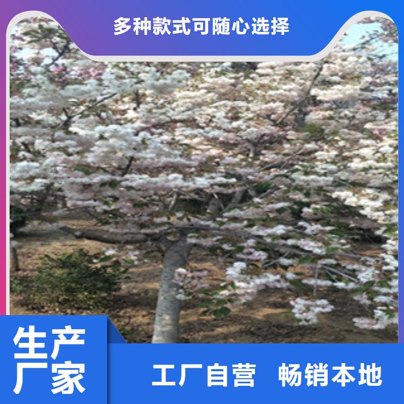 【樱花】蓝莓苗产地货源