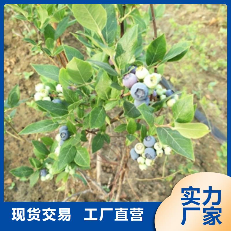 蓝莓苗核桃苗樱花苗长果桑树苗支持大批量采购