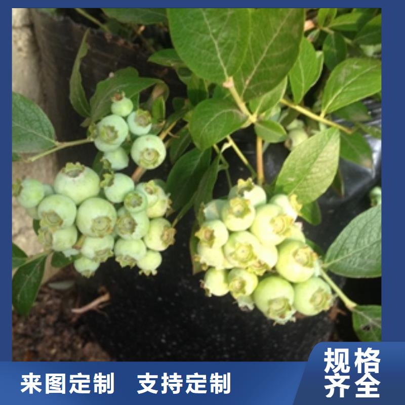 蓝莓苗_绿化树绿化工程品质卓越