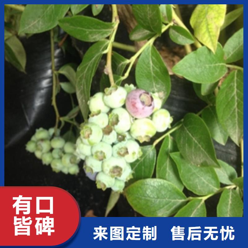 蓝莓苗,泰山景松造型景松用品质说话
