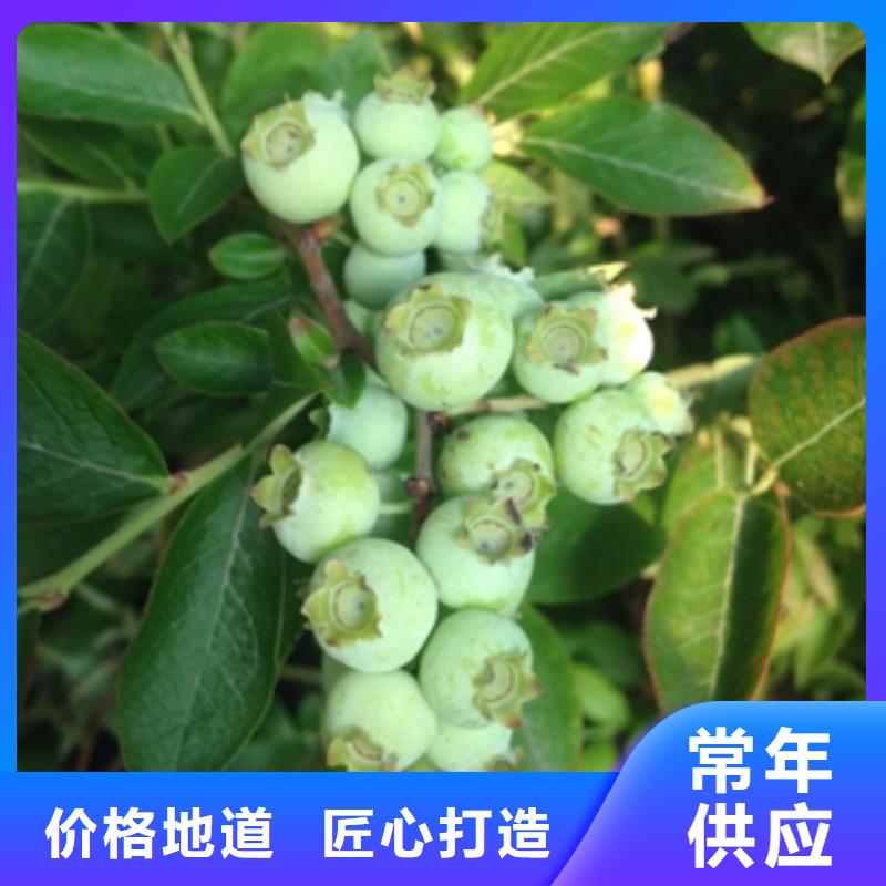 蓝莓苗-泰山景松造型景松产地采购