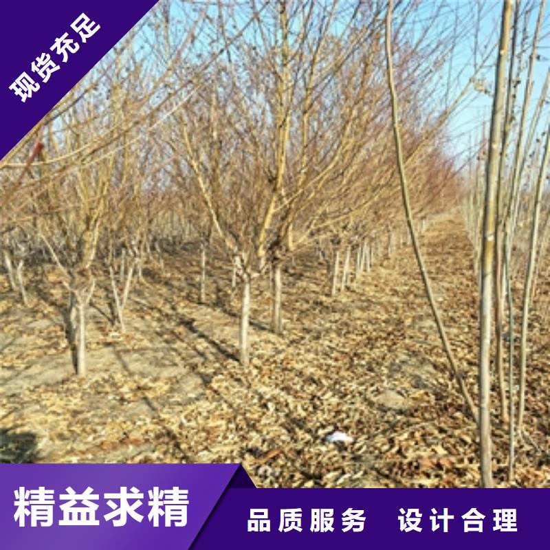 【桃树蓝莓苗源厂供货】