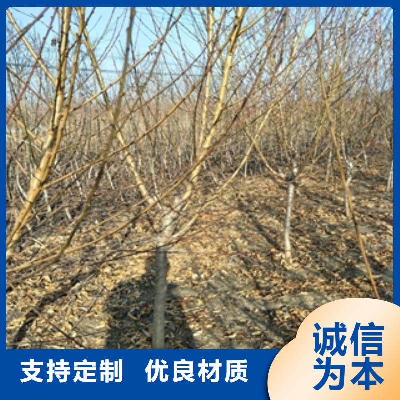 桃树_核桃苗樱花苗长果桑树苗现货充裕