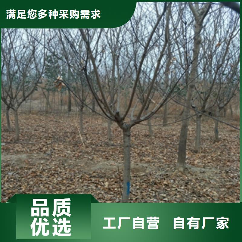 桃树樱桃苗应用领域