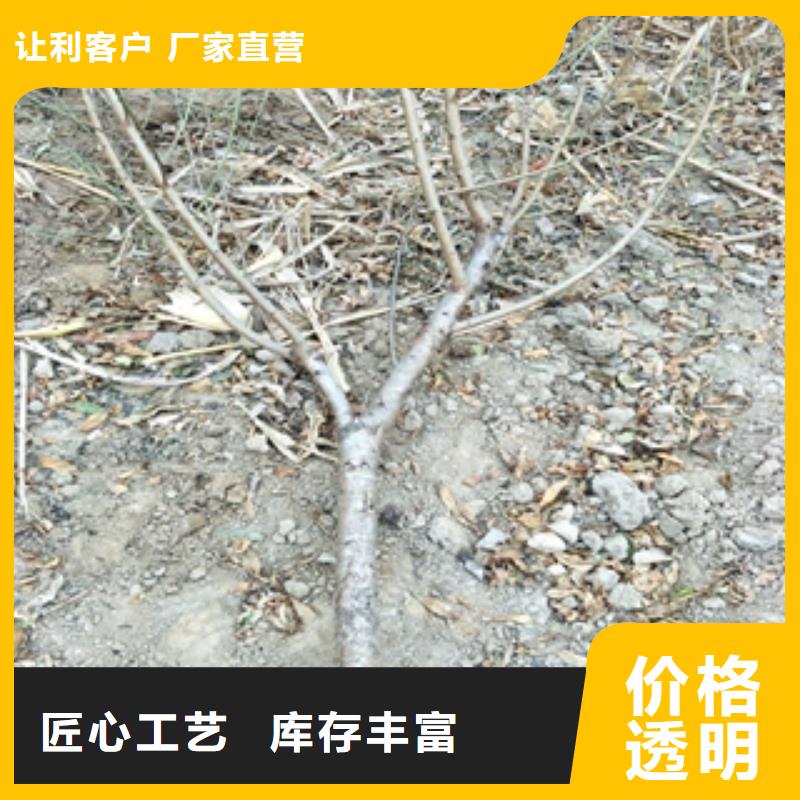 桃树【占地果树】厂家工艺先进