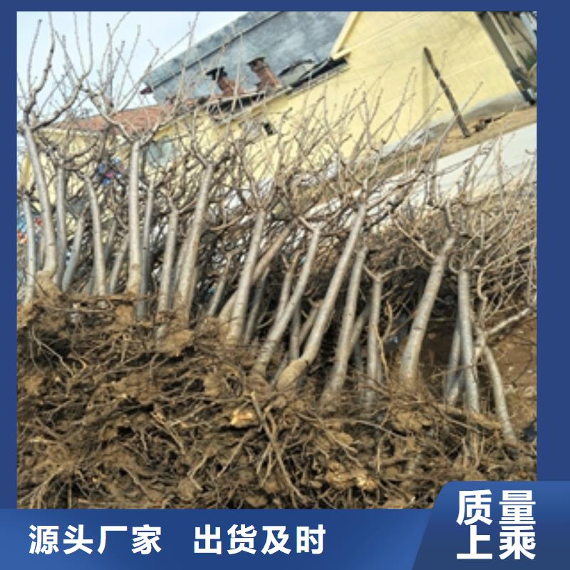 桃树【绿化树绿化工程】实拍品质保障