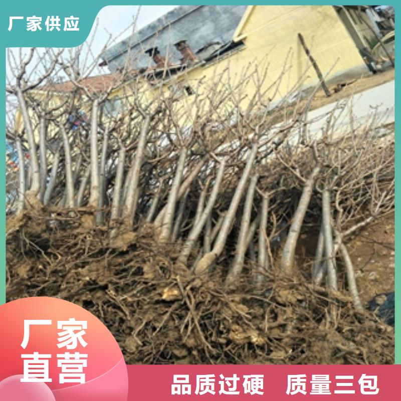 【桃树核桃苗樱花苗长果桑树苗每个细节都严格把关】