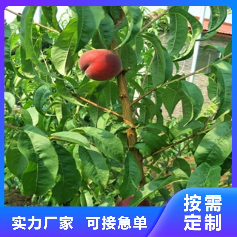 桃树,钙果苗厂家货源稳定