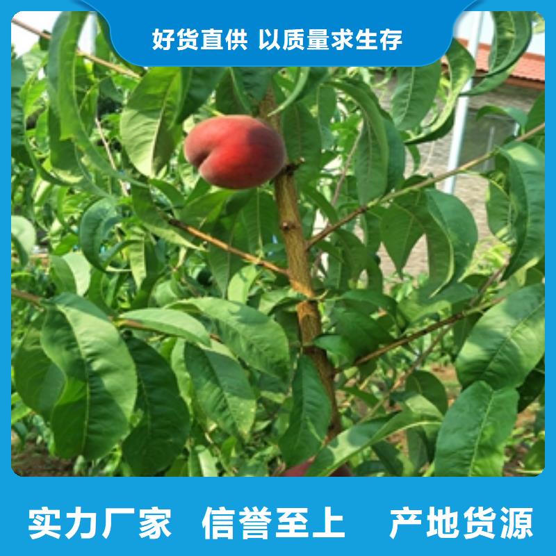 【桃树蓝莓苗满足您多种采购需求】