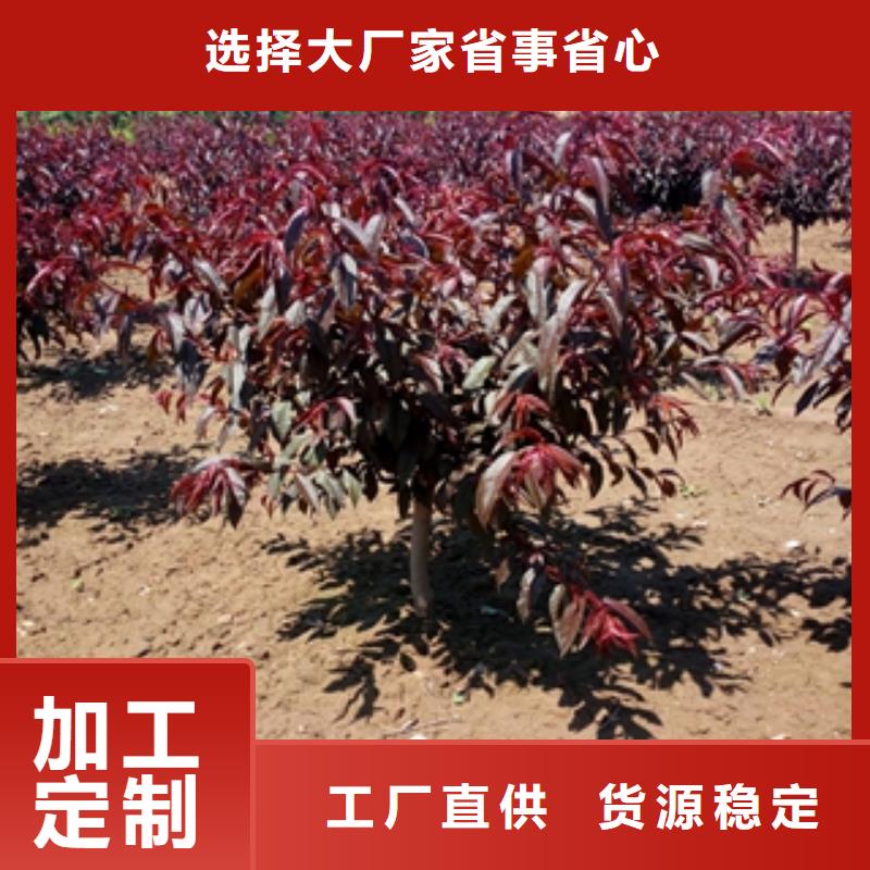 桃树【蓝莓苗】种类多质量好