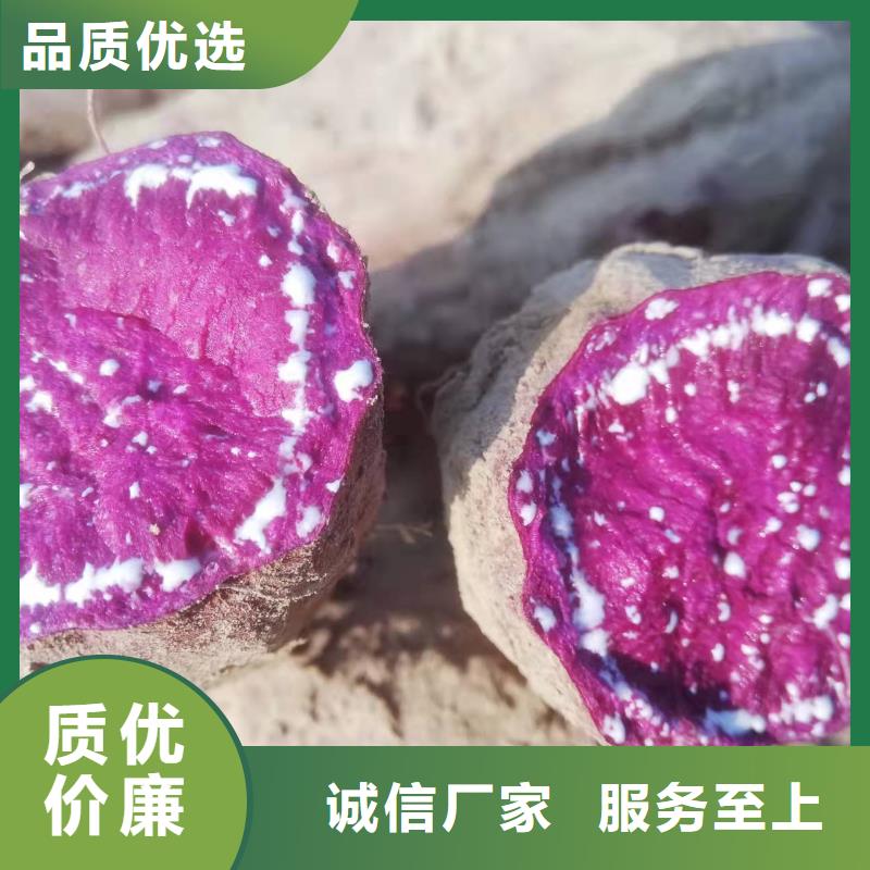 紫薯苗紫薯粉源头厂源头货