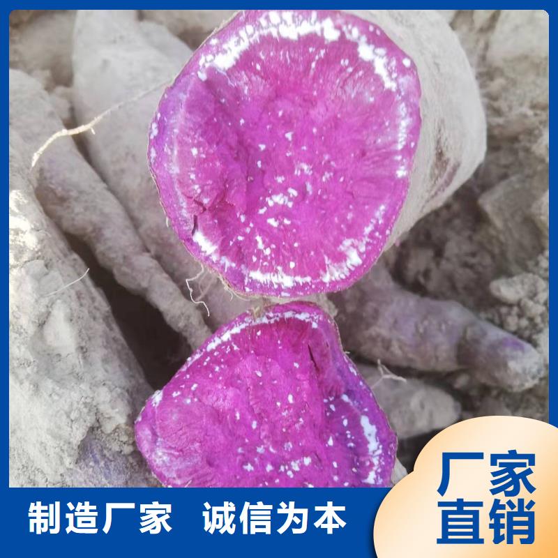 紫薯苗羽衣甘蓝粉优质货源