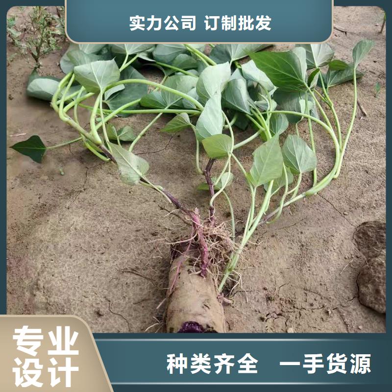 紫薯苗羽衣甘蓝粉今日价格
