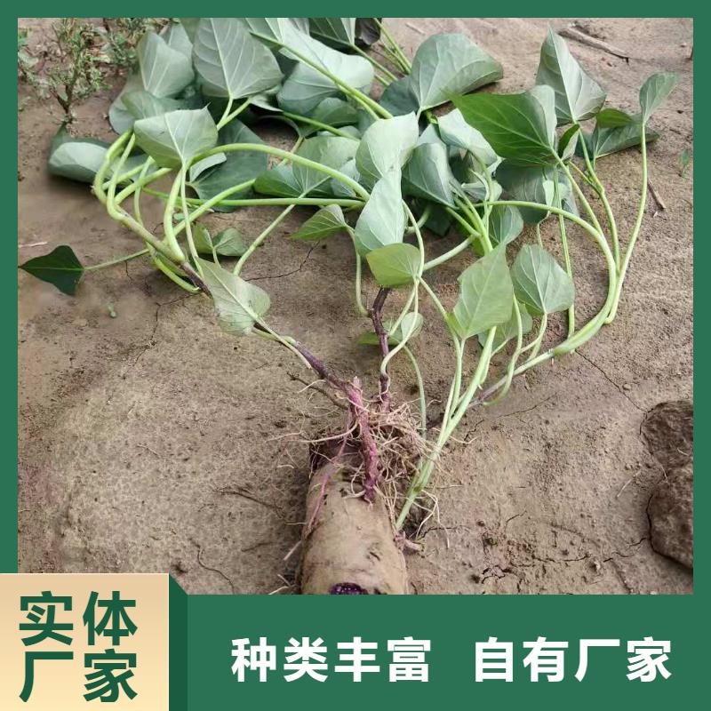 紫薯苗,【羽衣甘蓝粉】支持定制
