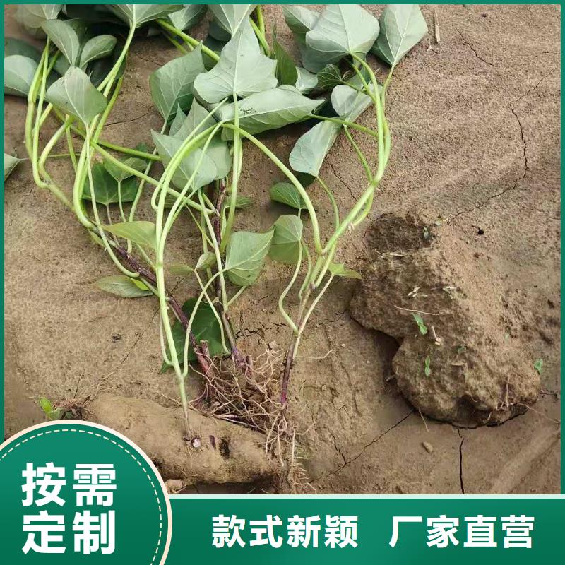 紫薯苗-南瓜丁真正的源头厂家