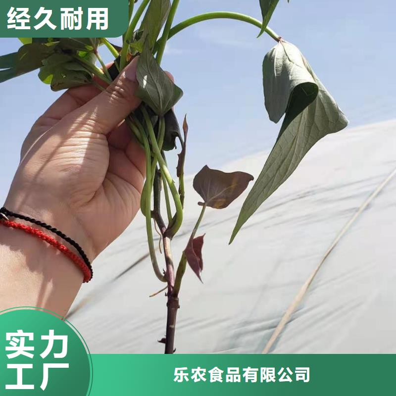 紫薯苗【红薯粉】供货及时
