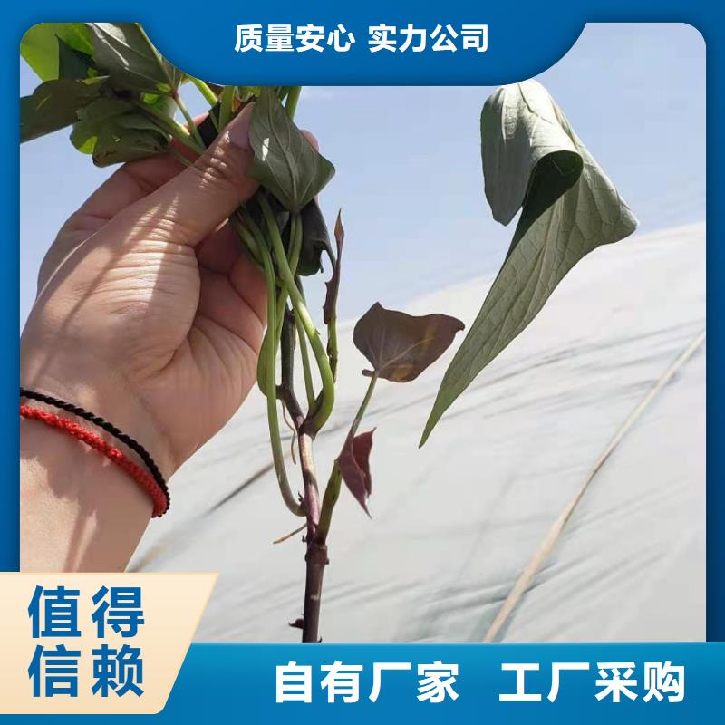 紫薯苗羽衣甘蓝粉优质货源