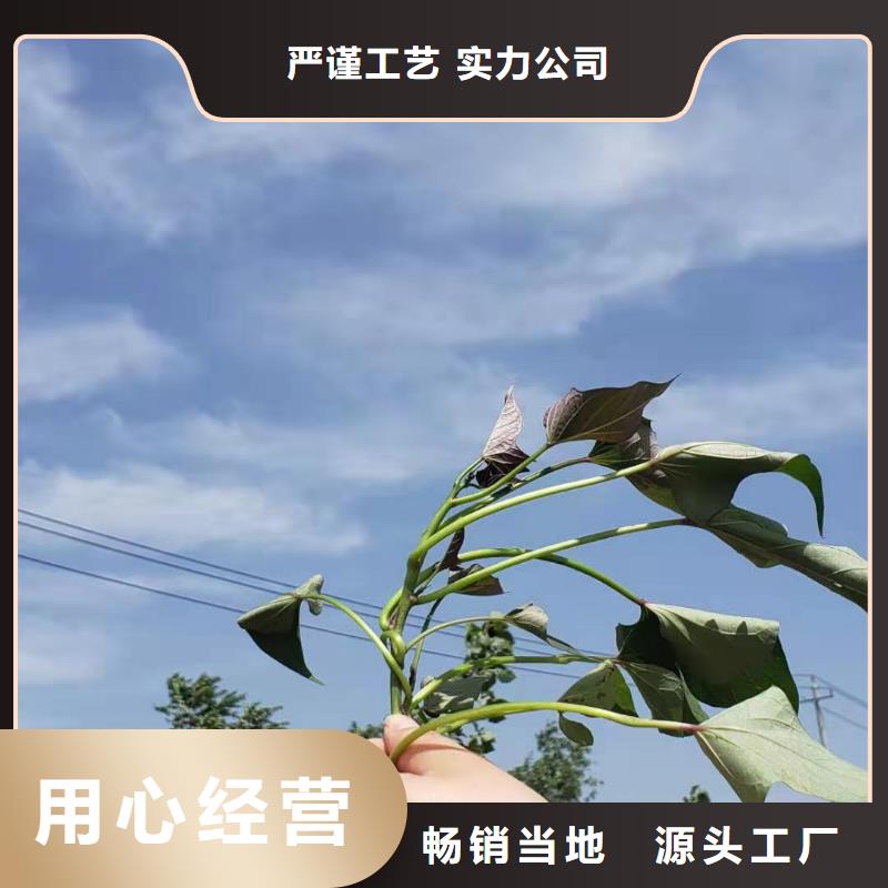 紫薯苗紫薯粉厂家按需设计
