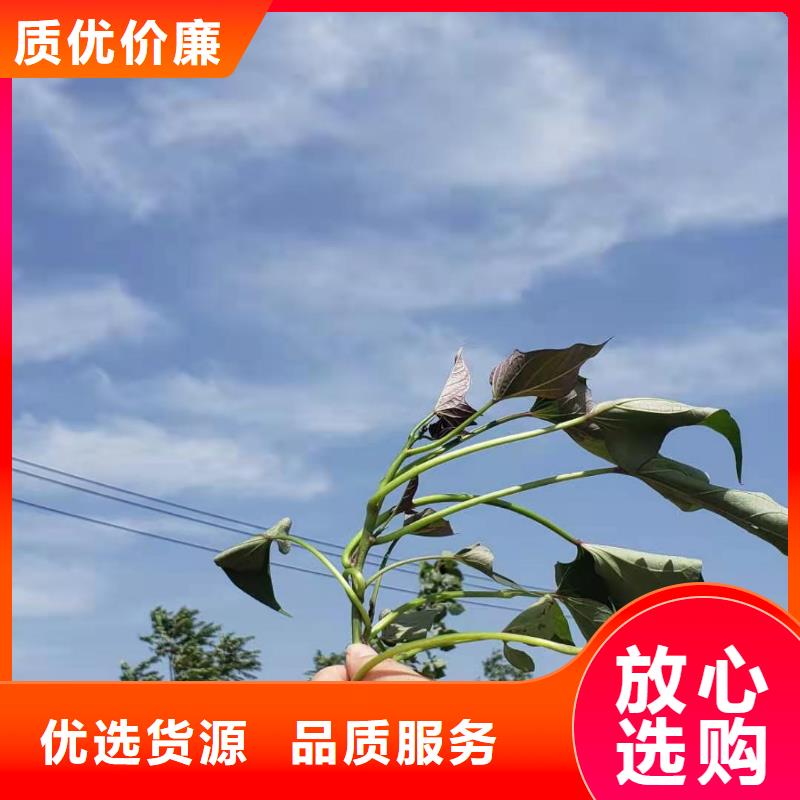 【紫薯苗】_南瓜粉种类丰富