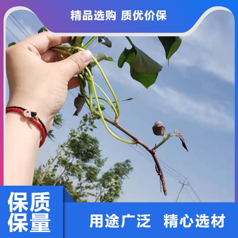 紫薯苗紫薯粉支持大小批量采购