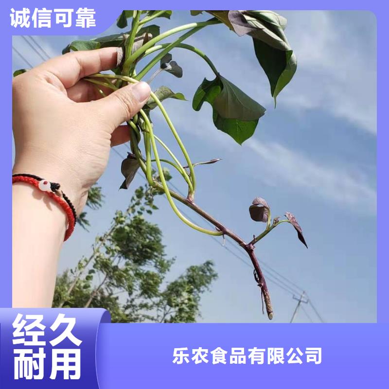 紫薯苗羽衣甘蓝粉订购