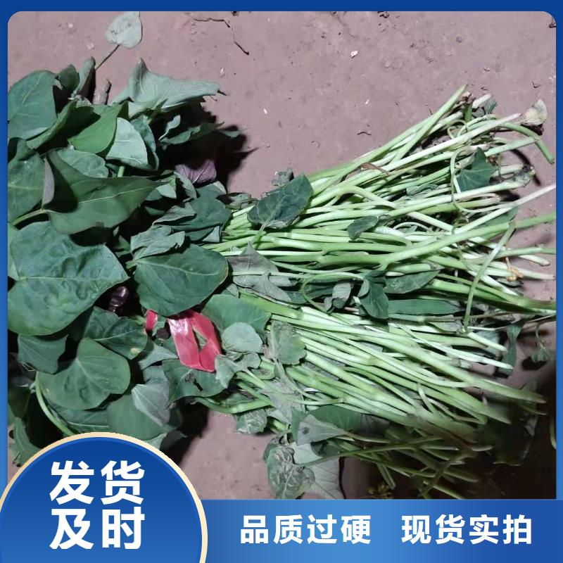 紫薯苗羽衣甘蓝粉就近发货