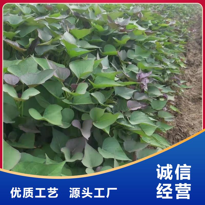 【紫薯苗羽衣甘蓝粉专业按需定制】