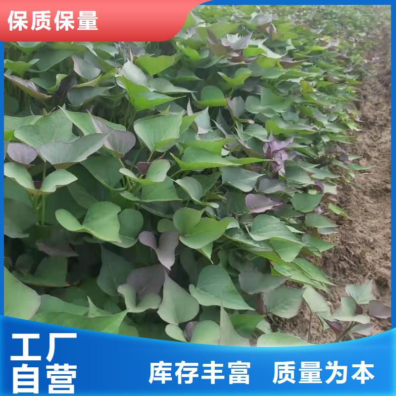 紫薯苗胡萝卜丁源头工厂