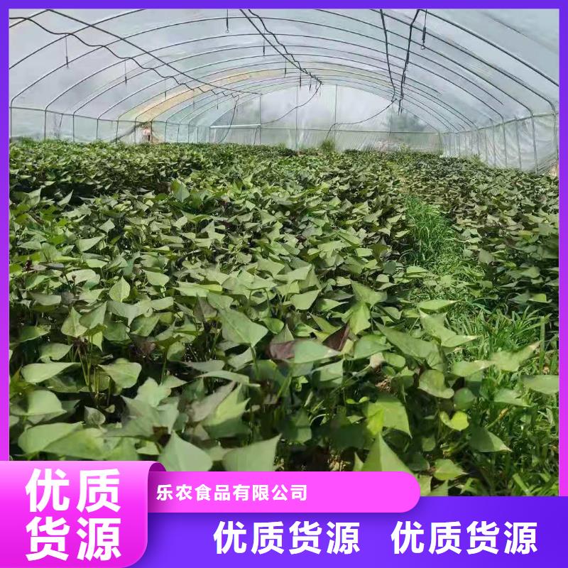 紫薯苗【羽衣甘蓝粉】货源报价