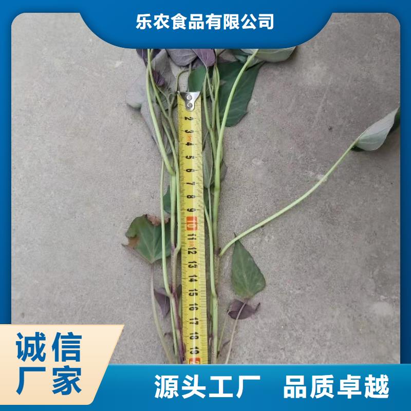 紫薯苗羽衣甘蓝粉就近发货