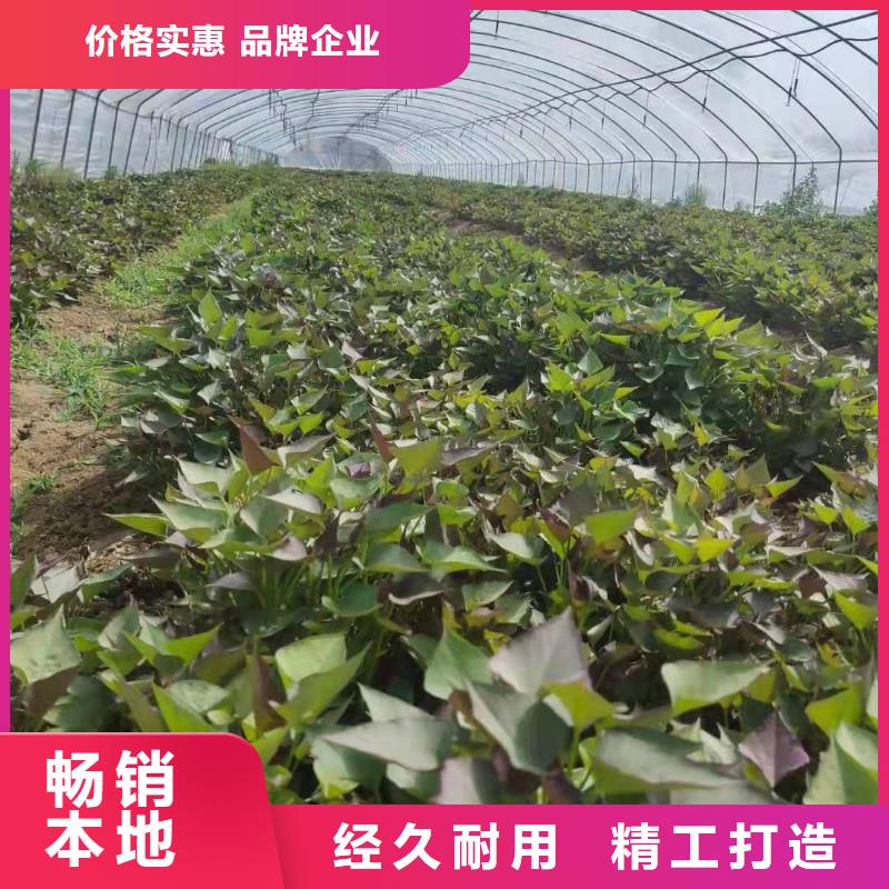 【紫薯苗羽衣甘蓝粉型号全价格低】