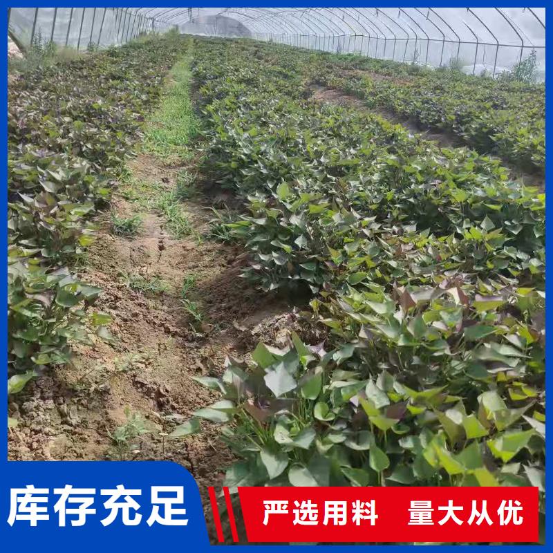 紫薯苗【南瓜粉】经久耐用