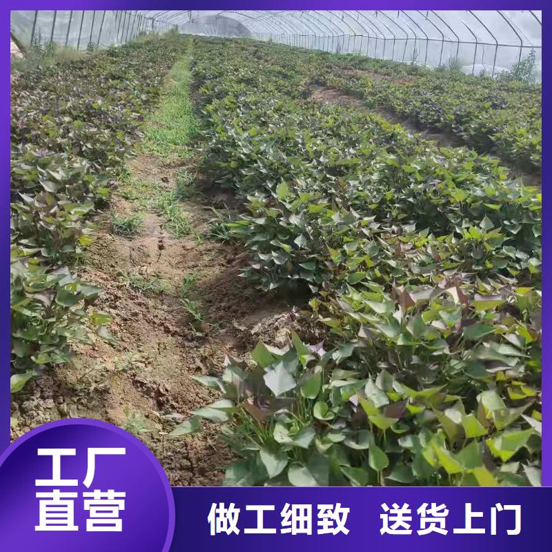紫薯苗【羽衣甘蓝粉】货源报价