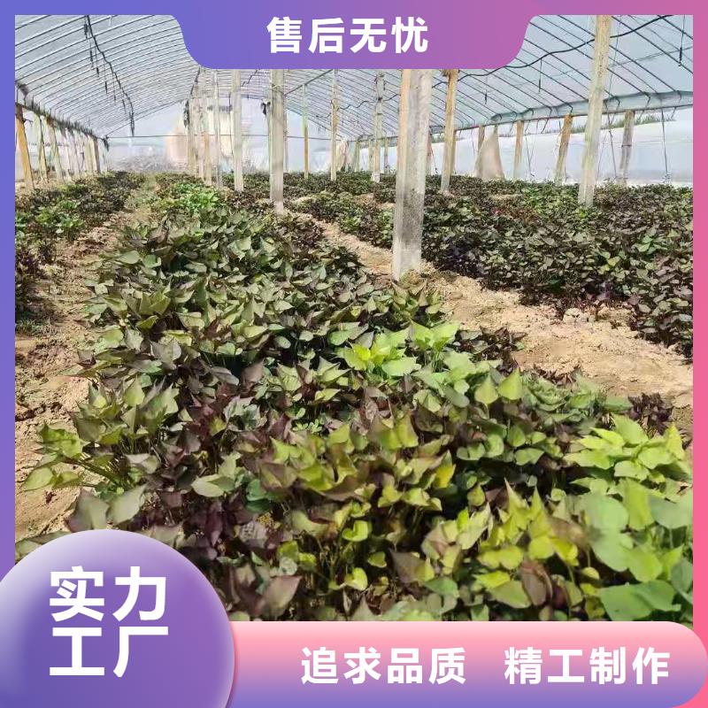【紫薯苗羽衣甘蓝粉专业按需定制】