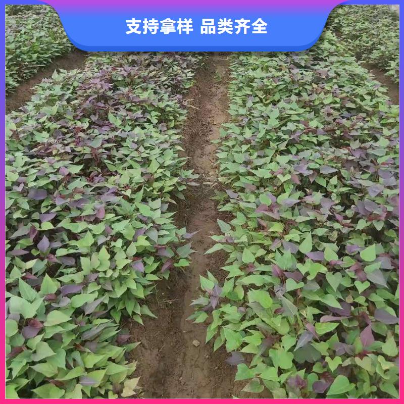 紫薯苗,羽衣甘蓝粉适用范围广