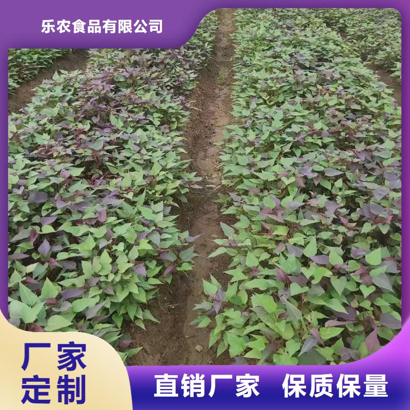 紫薯苗南瓜粉使用方法