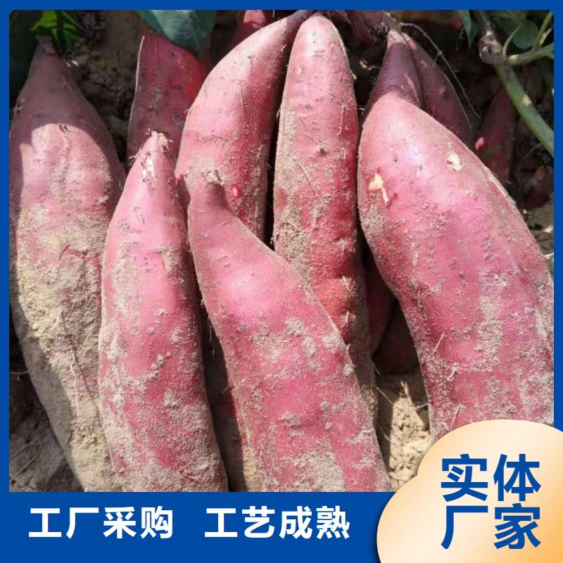 【紫薯苗】羽衣甘蓝粉精心选材