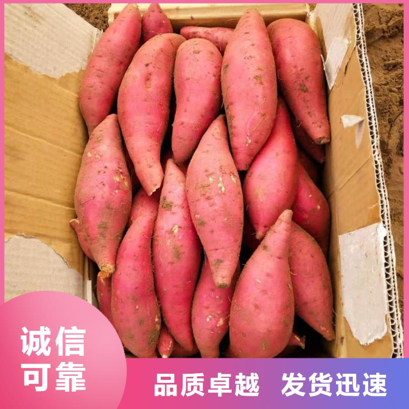 紫薯苗羽衣甘蓝粉今日价格
