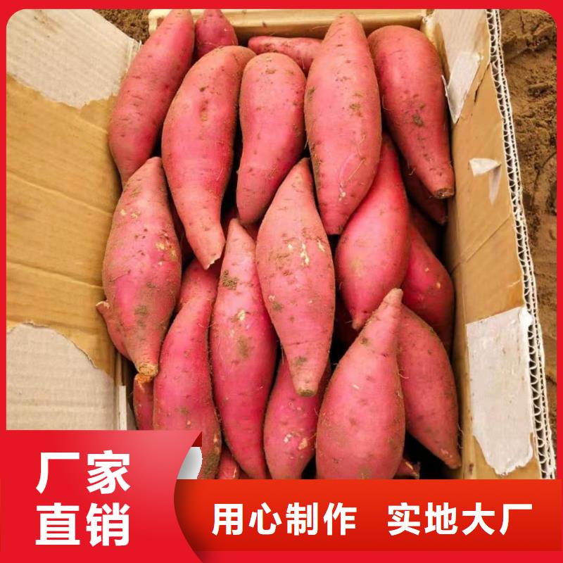 紫薯苗【羽衣甘蓝粉】优质工艺