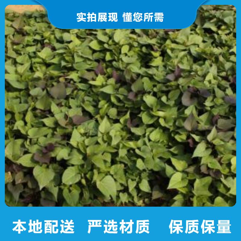 【紫薯苗羽衣甘蓝粉源头实体厂商】
