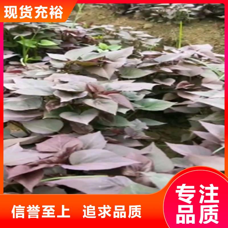 紫薯苗【南瓜粉】工厂价格