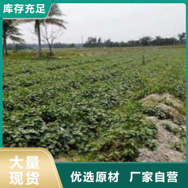 紫薯苗【羽衣甘蓝粉】货源报价