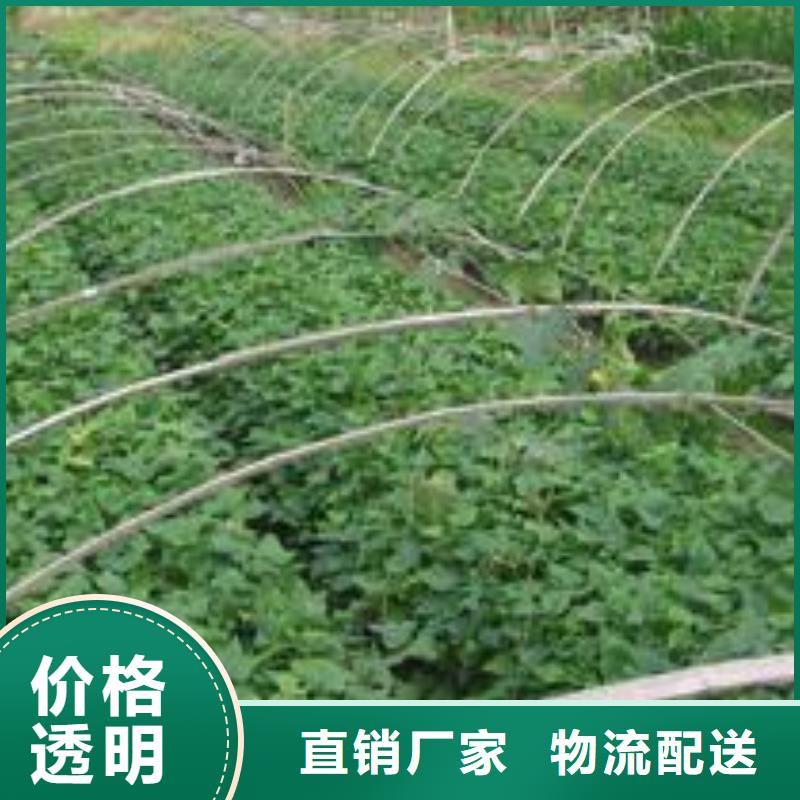 紫薯苗羽衣甘蓝粉工程施工案例