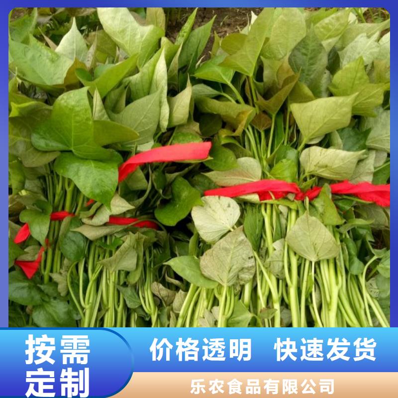 紫薯苗羽衣甘蓝粉就近发货
