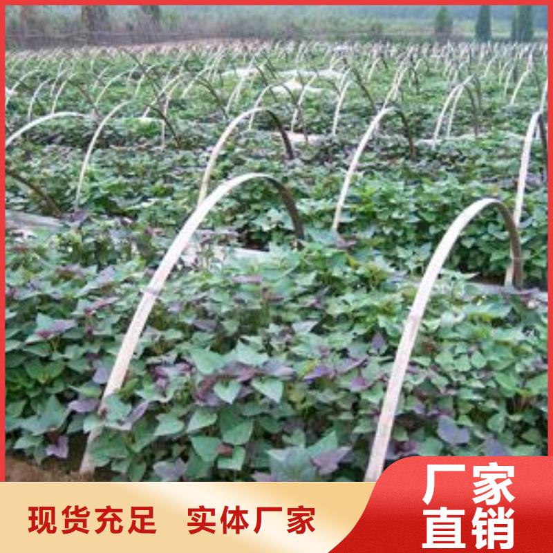紫薯苗羽衣甘蓝粉就近发货